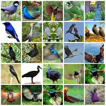 Bird Wallpaper HD screenshot 5