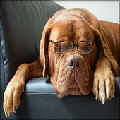 Quizz Race de chien icon