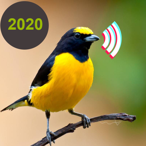 Birds Calls Sounds &amp; Ringtones &amp; Wallpapers आइकन