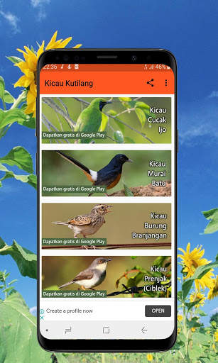 Kicau Burung Kutilang Offline screenshot 2