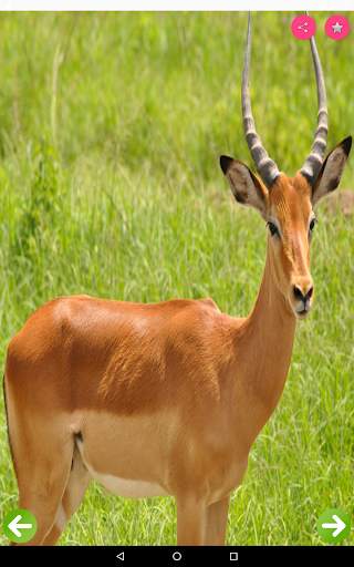 Animals Name and Pictures скриншот 3