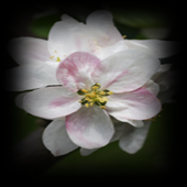 Apple Blossom Connect Game icon