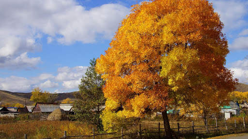Autumn Live Wallpaper (wallpapers & backgrounds) screenshot 13