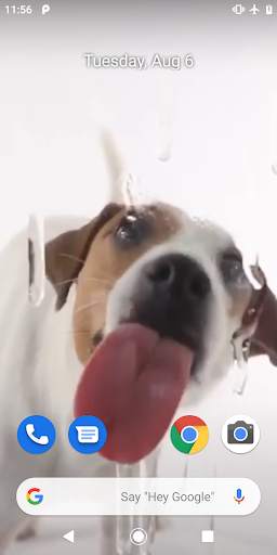 Dog Licking Live Wallpaper screenshot 1