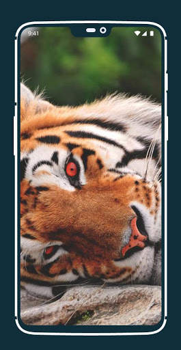 Tiger Wallpapers screenshot 3