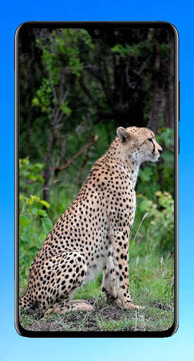 Cheetah Wallpaper 4K screenshot 11