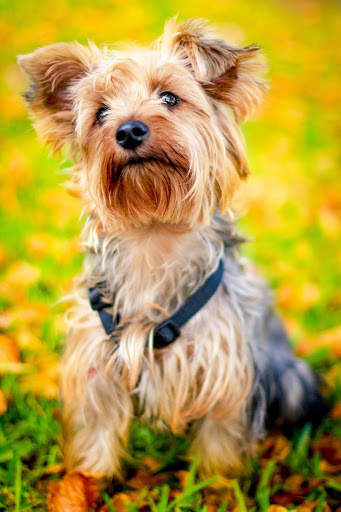 Puppy Wallpapers screenshot 2