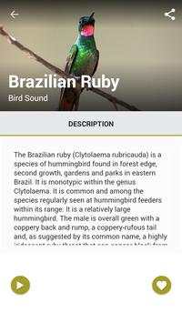 Brazilian Bird Song screenshot 4