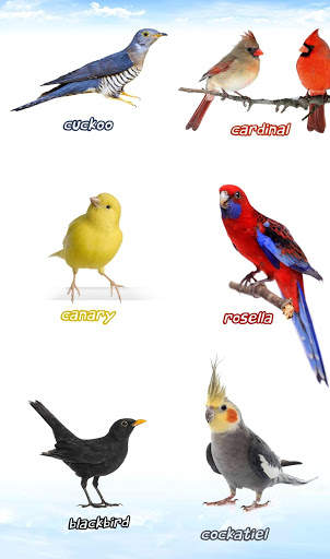 Bird sounds स्क्रीनशॉट 9