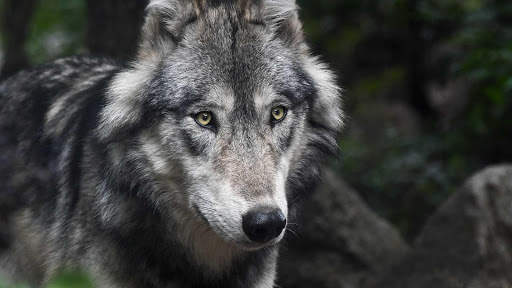 Wolf Wallpapers HD & 4k Backgrounds screenshot 9