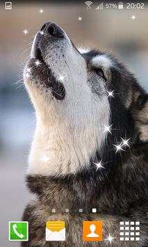 Husky Live Wallpapers स्क्रीनशॉट 3
