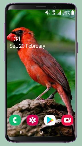 Bird Wallpaper New 4K screenshot 13