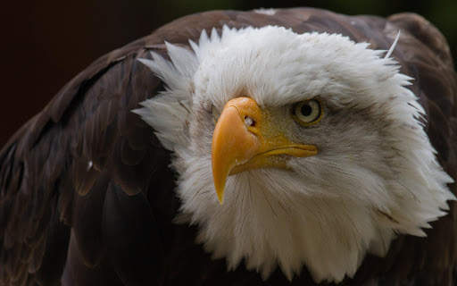 🦅 Eagle Wallpapers – Bird Wallpaper screenshot 6