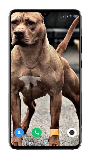 Pitbull Dog Wallpaper HD screenshot 15
