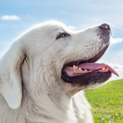 Tatra Sheepdog Simulator 1.1.3