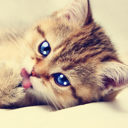 Talking Tabby Cat أيقونة