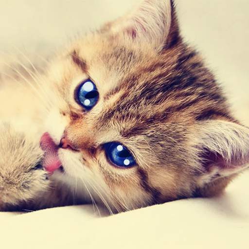 Talking Tabby Cat 1.1.2