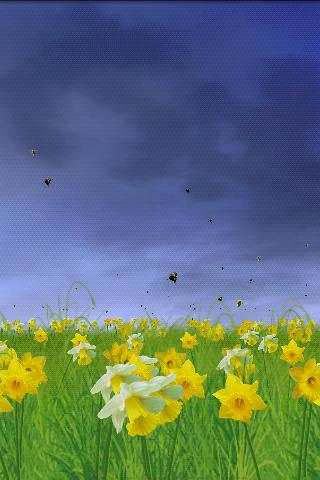 Daffodils Free Live Wallpaper screenshot 5