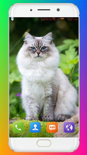 Cat Wallpaper HD screenshot 13