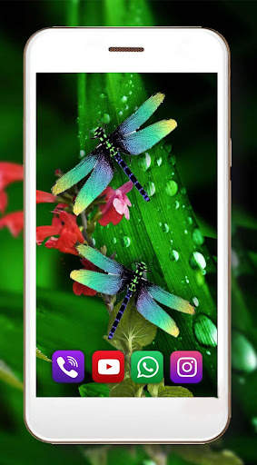 Dragonfly Live Wallpaper screenshot 2