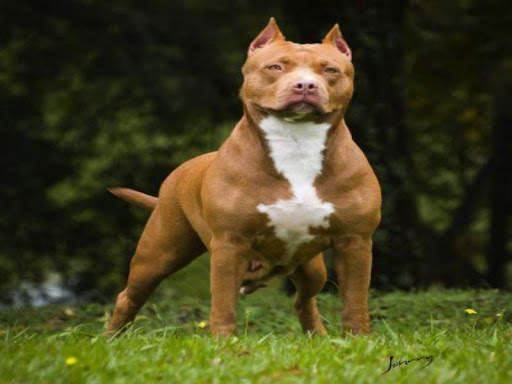Pitbull HD Wallpaper 2020 screenshot 5