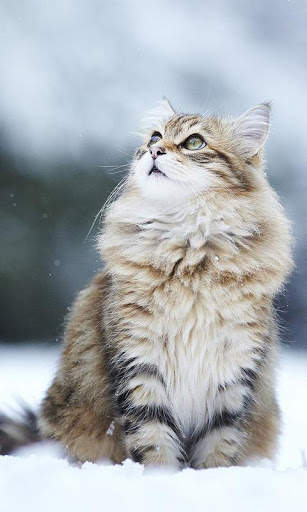 Snow Cats Live Wallpaper screenshot 1