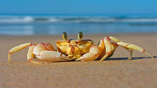 Crab Wallpapers screenshot 8