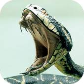Snake Wallpapers 4.1