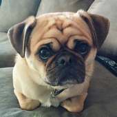 Pugs Dogs Funny Jigsaw Puzzle