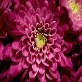 Photos flowers icon