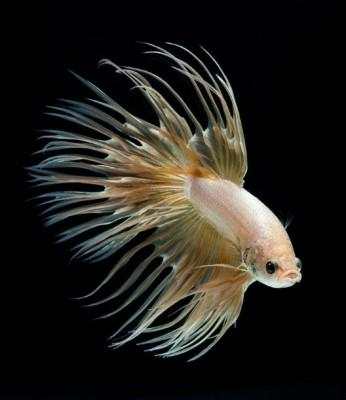 Betta Fish 3D screenshot 2