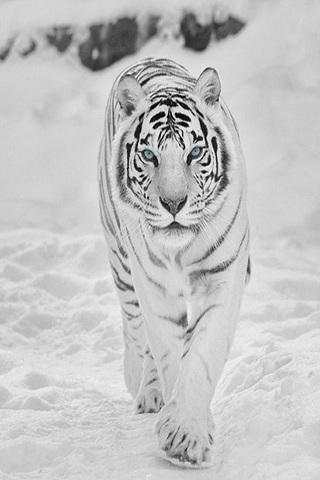 Tiger Wallpapers screenshot 1
