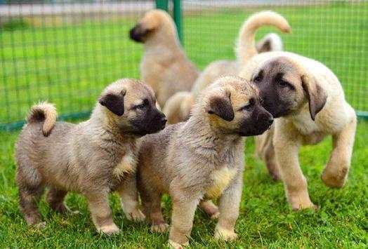 Kangal Dog Wallpapers screenshot 2