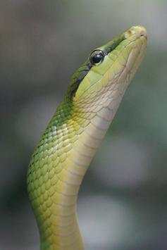 Snake Wallpapers screenshot 8