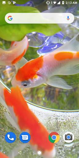Goldfish Video Live Wallpaper screenshot 2