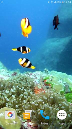 Colorful Fishes Live Wallpaper 3 تصوير الشاشة