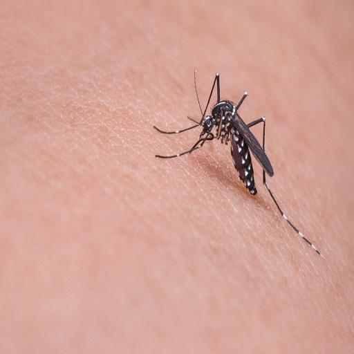 Mosquito Sound icon