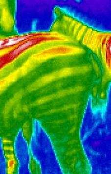 Thermal Prank Camera screenshot 3