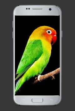 Tema Burung HD screenshot 3