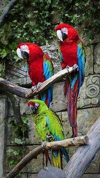 Birds LiveWallpapers screenshot 3