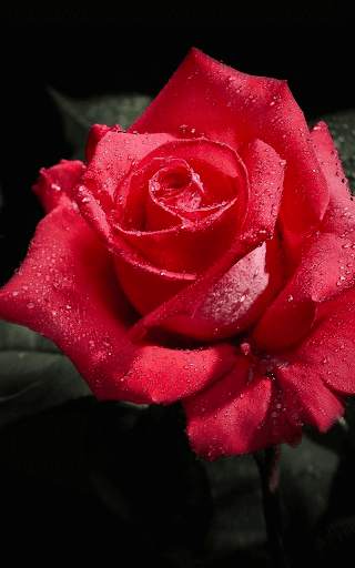 Red Rose Wallpaper screenshot 5
