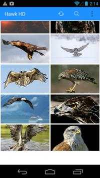Hawk Bird of Prey HD Wallpaper screenshot 2