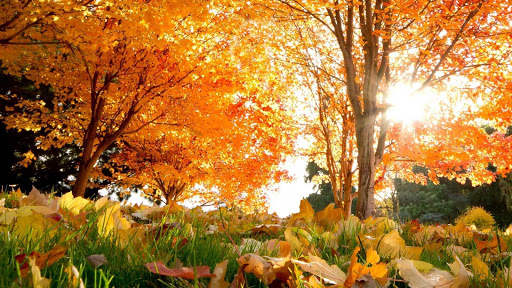 Autumn Wallpapers HD & 4k Backgrounds screenshot 20