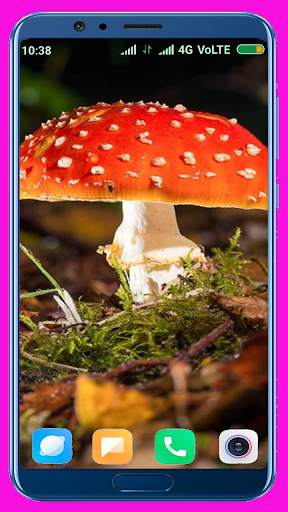 Mushroom HD Wallpaper screenshot 1