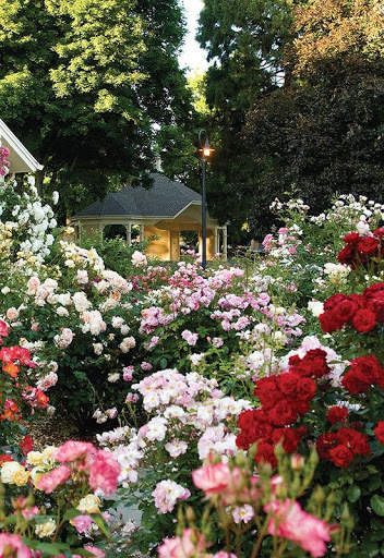 Rose Garden Wallpaper screenshot 1