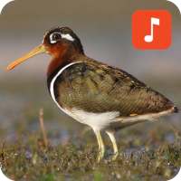 Greater painted-snipe bird sounds