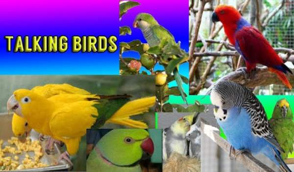 Talking Birds screenshot 2