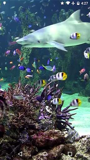 Video Wallpaper: Aquarium screenshot 1