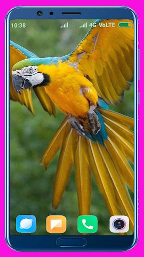 Parrot HD Wallpaper screenshot 3