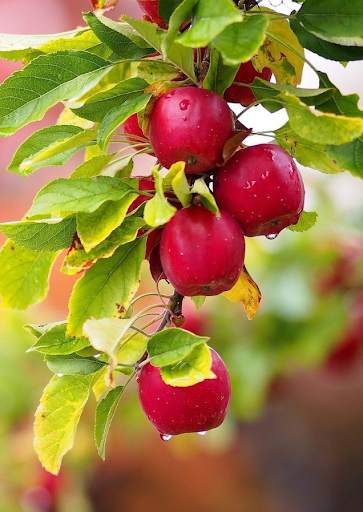 Garden Fruit Wallpaper 5 تصوير الشاشة